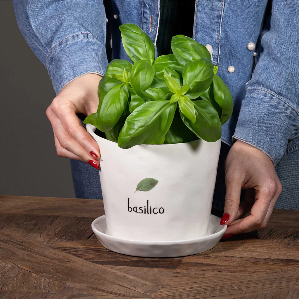 Vaso Basilico, con sottovaso