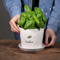 Vaso Basilico, con sottovaso